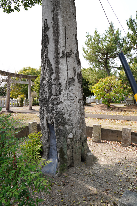 朝日神社のクロガネモチ