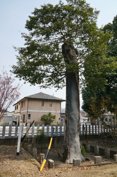 朝日神社のクロガネモチ