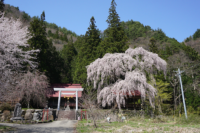 浅井神明神社の枝垂れ桜