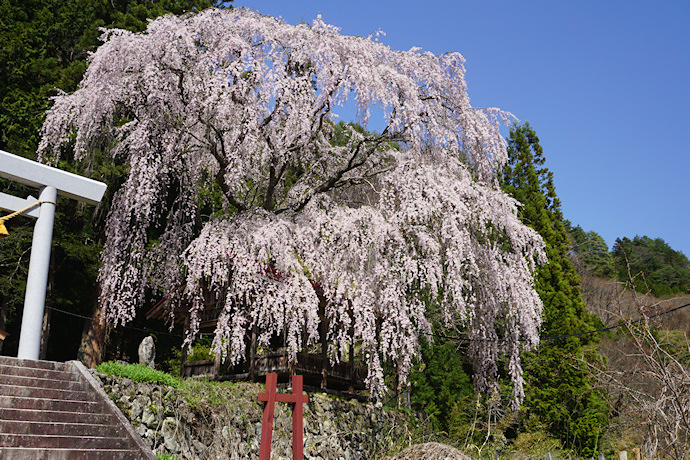 浅井神明神社の枝垂れ桜