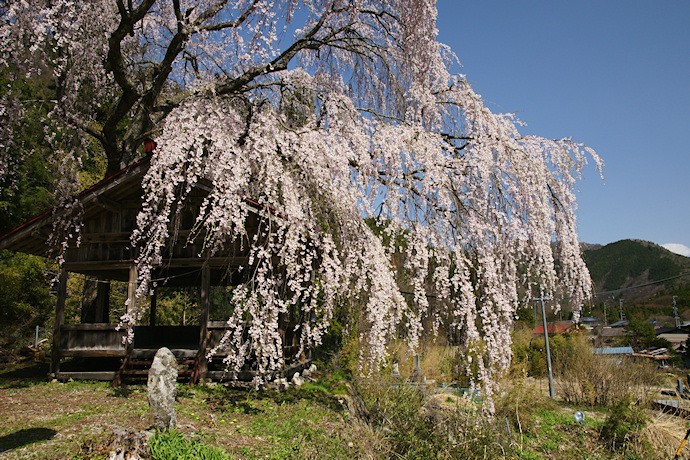 浅井神明神社の枝垂れ桜