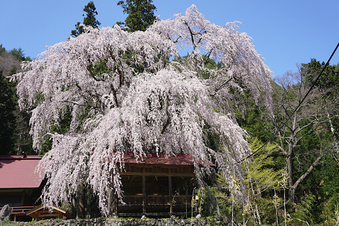 浅井神明神社の枝垂れ桜