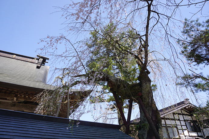 長円寺の枝垂れ桜