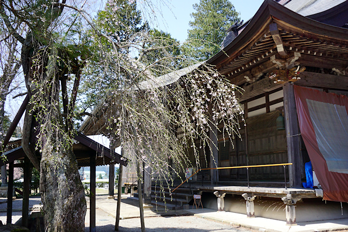 長円寺の枝垂れ桜