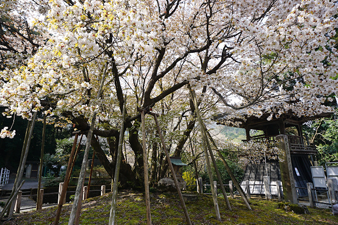 中将姫誓願桜