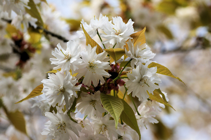 中将姫誓願桜