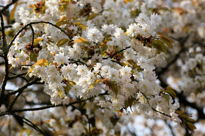 中将姫誓願桜