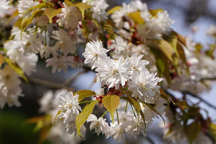 中将姫誓願桜