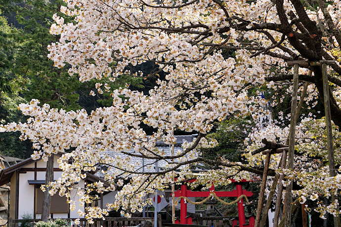 中将姫誓願桜