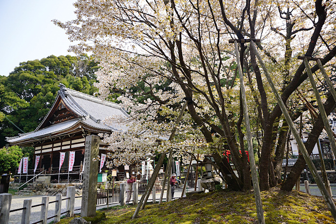 願成寺本堂と中将姫誓願桜