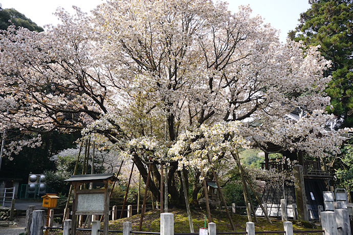 中将姫誓願桜