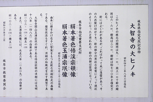 大智寺の大ヒノキ・説明板