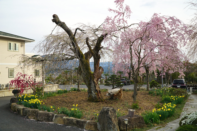 土々ヶ根のしだれ桜