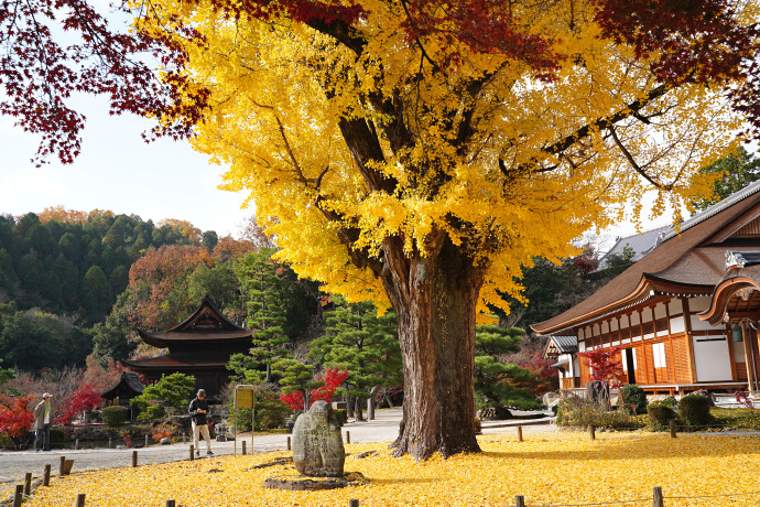 永保寺のイチョウ