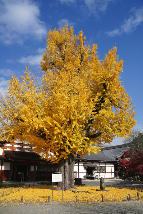 永保寺のイチョウ