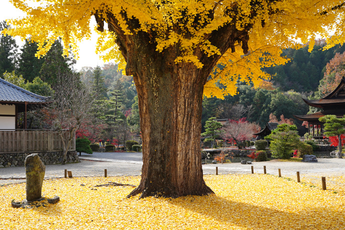 永保寺のイチョウ