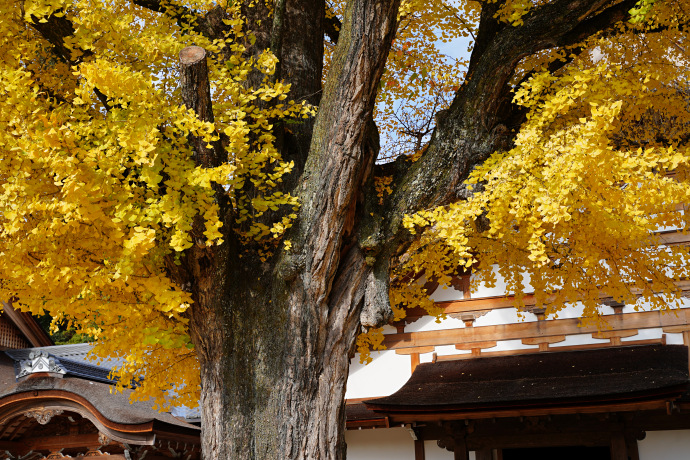 永保寺のイチョウ