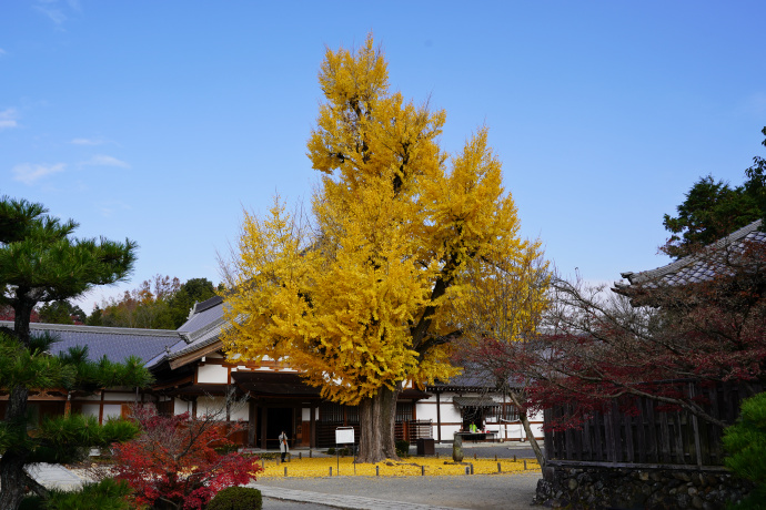 永保寺のイチョウ