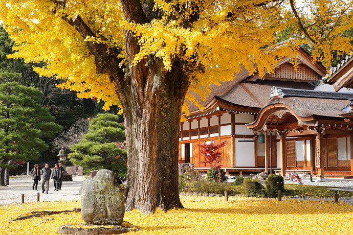 永保寺のイチョウ