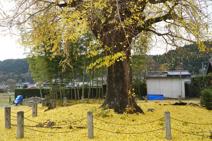 永泉寺のイチョウ