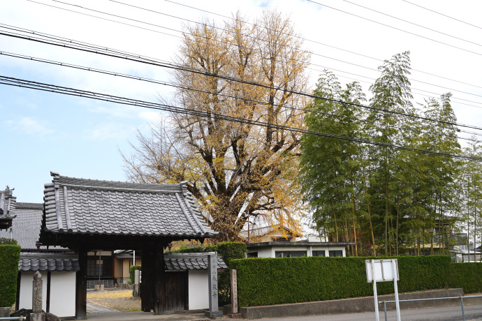 永泉寺のイチョウ