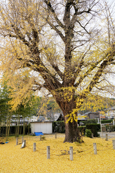 永泉寺のイチョウ