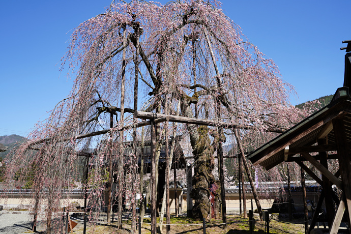 永養寺のしだれ桜