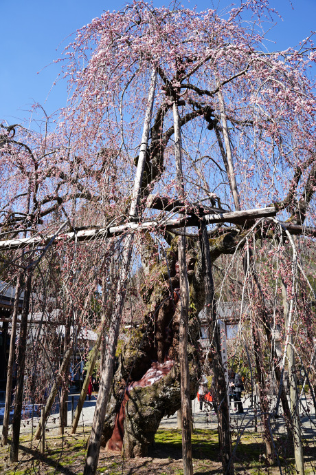 永養寺のしだれ桜