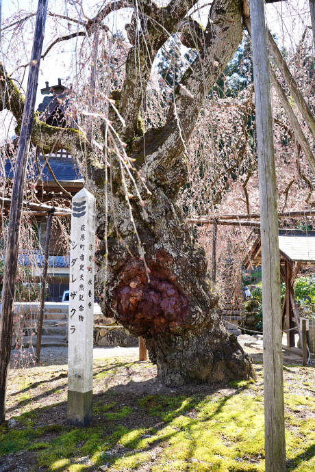 シダレザクラの標柱としだれ桜