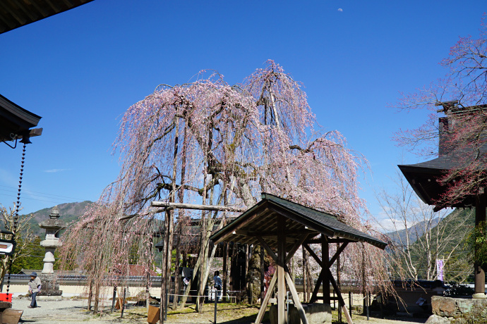 永養寺のしだれ桜