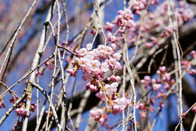 永養寺のしだれ桜の花