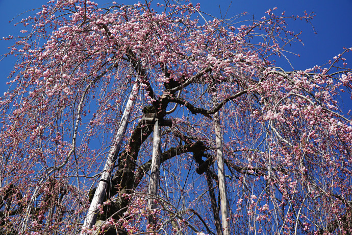 永養寺のしだれ桜