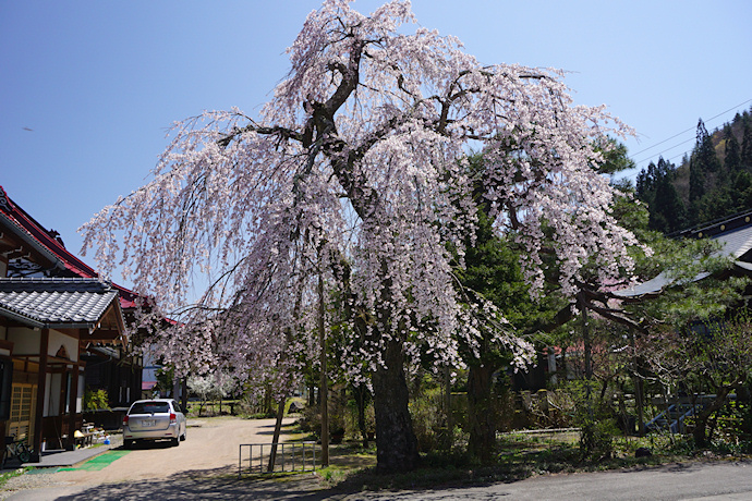 円城寺の枝垂れ桜