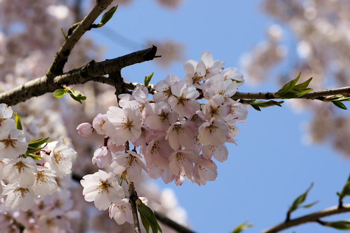 円城寺の枝垂れ桜