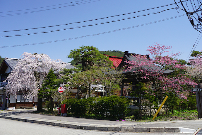 円城寺の枝垂れ桜