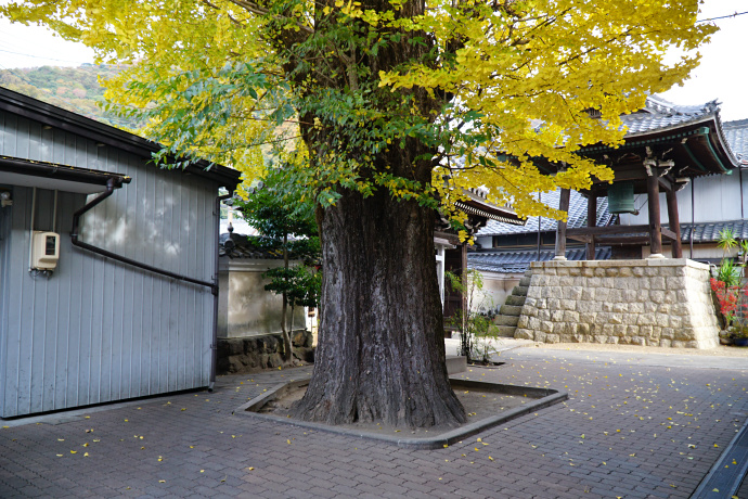 円龍寺の大イチョウ