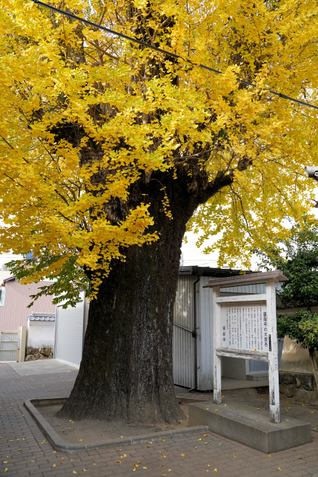 円龍寺の大イチョウ