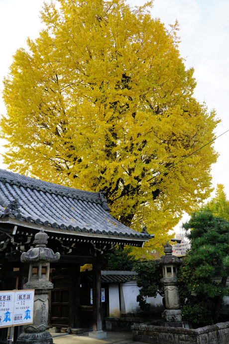 円龍寺の大イチョウ