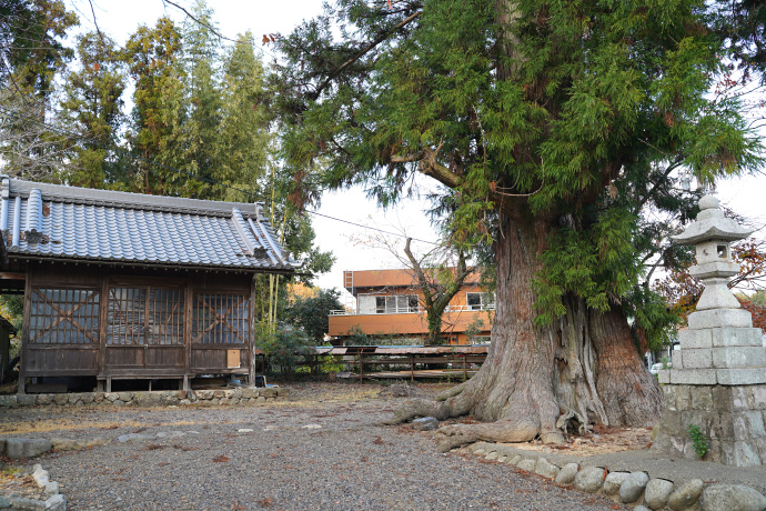 藤平神社御旅所のスギ