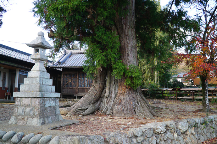 藤平神社御旅所のスギ