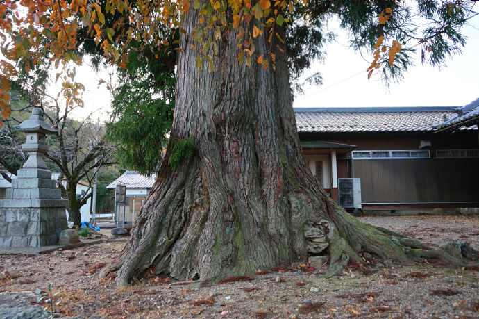 藤平神社御旅所のスギ