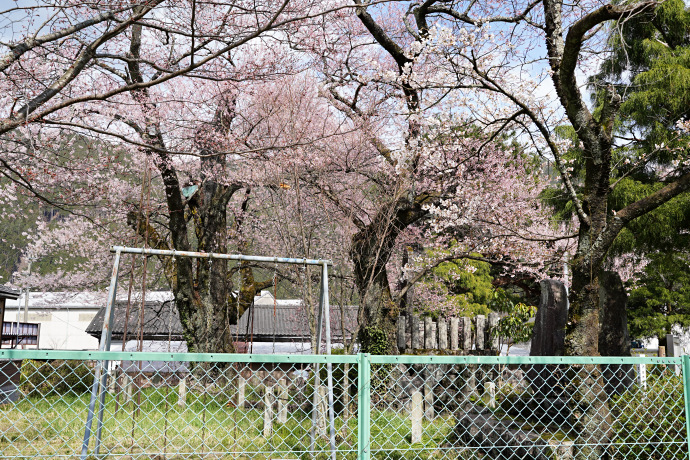 羽根白山のサクラ