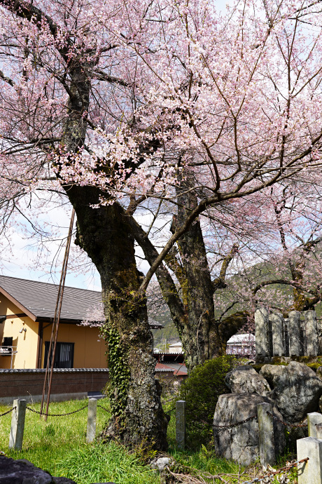 羽根白山のサクラ