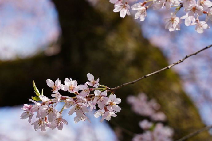 羽根白山の桜