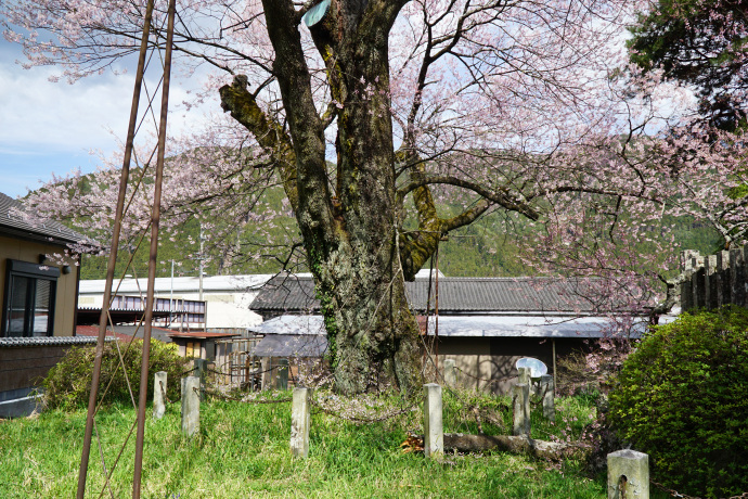 羽根白山のサクラ