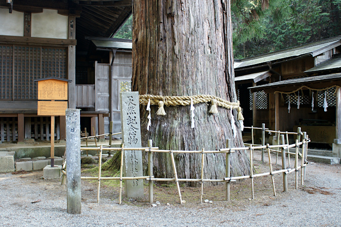 日枝神社の大スギ