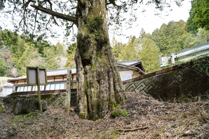 広野の大カヤ