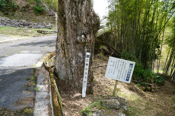 広野の大カヤ