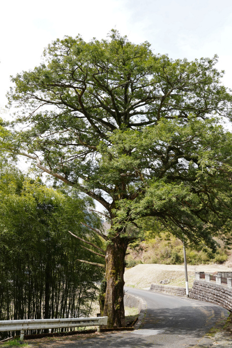 広野の大カヤ全景