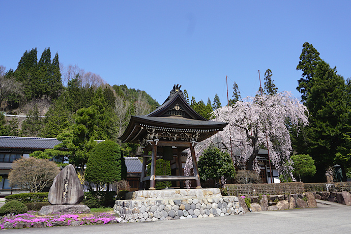 宝蓮寺の枝垂れ桜